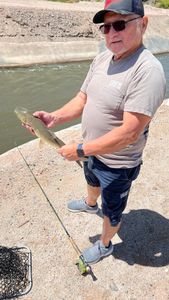 Carp and bass on the fly