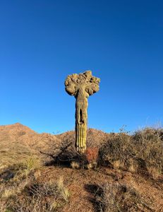 Why should I book a trip with lo water guide service for a fly fishing trip while visiting the waste management open?