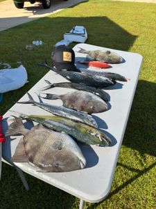 Offshore Variety Haul – Mahi, Triggers, Vermillion & More!