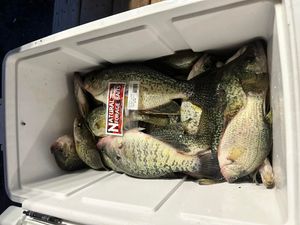 Fast Limits on Deep Structure at Toledo Bend
