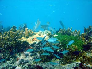 Top Things to Do in Florida Keys
