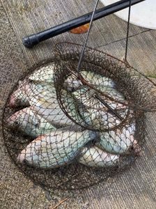 Got a lot of Crappie here! Coosa River fishing
