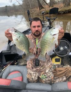 Crappie 