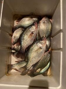 Top-Rated Coosa River Crappie & Bluegill Trip Near Cave Spring GA