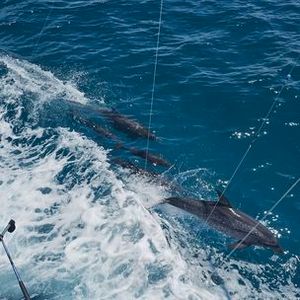Book Your Florida Deep Sea Fishing Charter