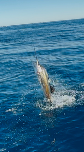 Miller Time Winter Barracuda & King Mackerel 3/4 Day Success