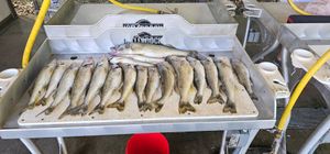 Amazing Fishing Trips This Week