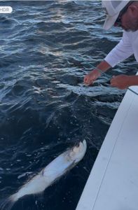 Targeting Tarpon on a Holiday weekend.