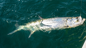 Tarpon Migration And Redfish Schools Heat Up Across Lower Tampa Bay