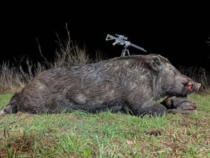 Where Legends Rest: AllOut Adventures, the Ultimate Hog Hunting Destination
