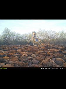 Feeder Flooded With Wild Hogs