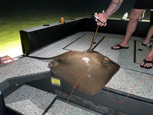 Stingray beauty in Tampa's aquatic realm.