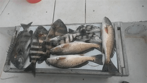 Redfish, Sheepshead & more fish in  Alabama!