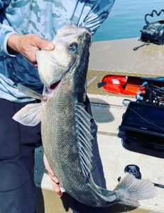 North Dakota Walleye Fishing
