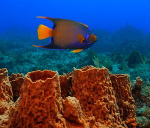 Open Water Referral Florida Keys: Finish Your Scuba Training