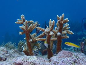 Coral and Sponge
