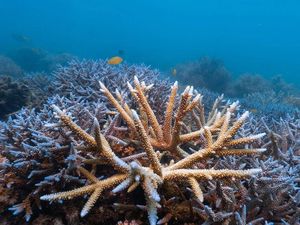 Florida Keys Reef Conservation | Our Mission