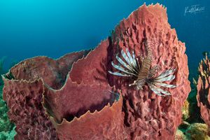Marine Life You Can See While Scuba Diving in the Florida Keys