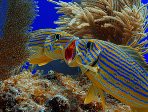 More Lodging Options In The Florida Keys