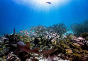 Key Dives Wins All 7 Scuba Diving Readers’ Choice Awards for 2026