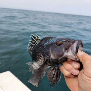 Black sea bass delight in Stone Harbor, NJ