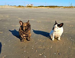 Bubbalouie and Idgie on the beach