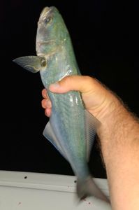 Bluefish in Stone Harbor, NJ