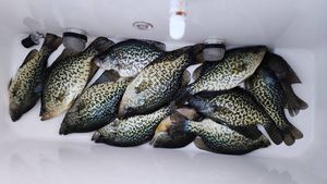 Minnesota Crappie Action Stayed Strong