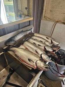 Nonstop Salmon Action on the Oregon Coast with Pacific Odyssey Dory Charters