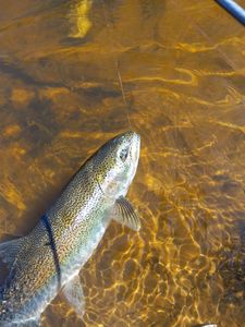 Rainbow Trout