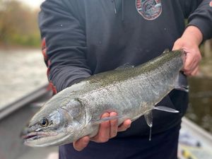 Pulaski salmon fishing, NY