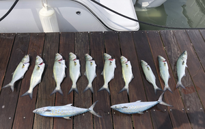 Fishing Report In Delaware