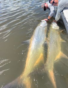 San Juan Tarpon Action: Half Day Trip Delivers Non-Stop Bites