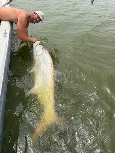 Summer Tarpon Action: San Juan Inshore with FishNSea Charters