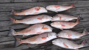 Austin Fishing Report 