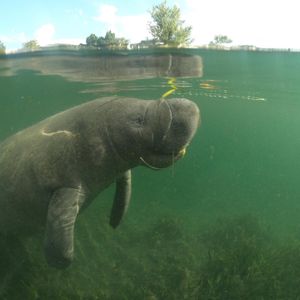 Manatee Tours In Crystal River Florida