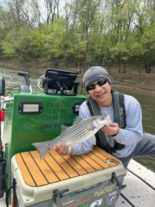 Striped Bass Quests in NC