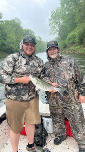 Striped Bass Spectacle in NC