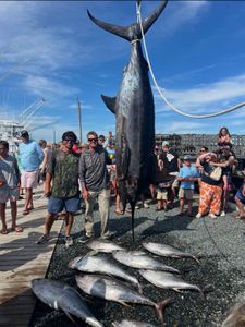 A Strong Start to Summer Fishing Aboard the Seaducer