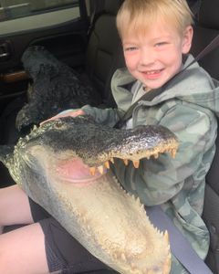 Florida Hunter Shows Off Impressive Gator Mount