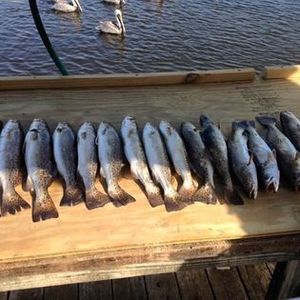 Biloxi fishing: Inshore fishing for Sea Trout