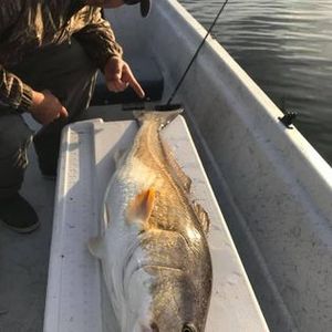 Unforgettable Redfish fishing trips in Biloxi.