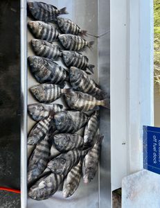 Fort Pulaski Summer Fishing: 6-Hour Inshore Trip with Zach