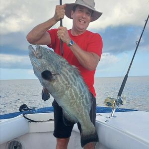 Big Black Grouper and Fresh Yellowtail Action