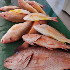 Red Snapper Fish from Fort Pierce, FL