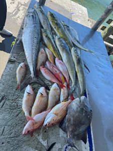 Mahi and King Mackerel Bite Turns Hot