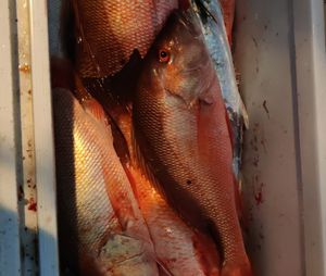 Want some Red Snapper?