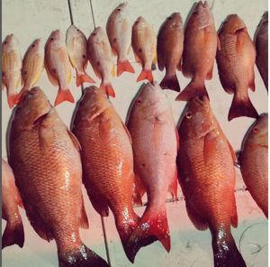 A line up of your fav Red Snapper