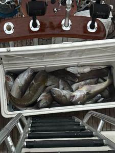 Hooked Up On The Reef!