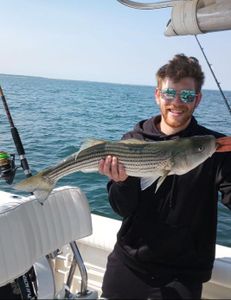 Stripe Bass are here